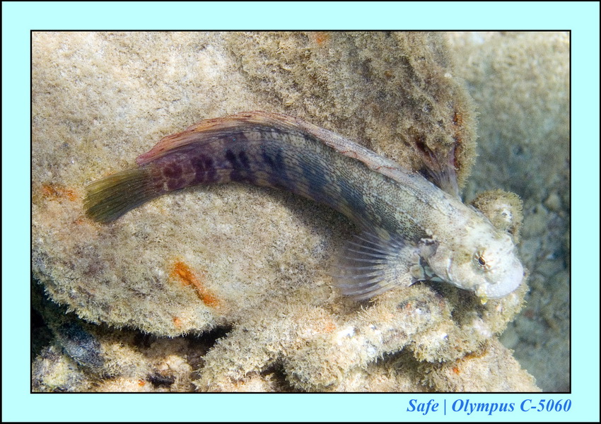 2006 - 07 - Gemia - Plongee solo 33